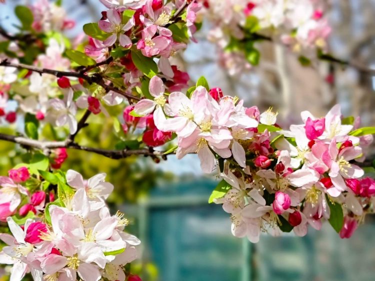 Picture of Malus floribunda