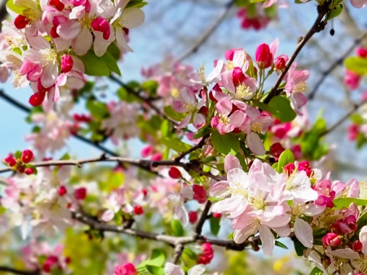 Picture of Malus floribunda