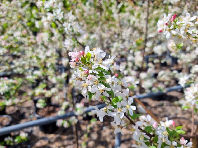 Picture of Malus floribunda
