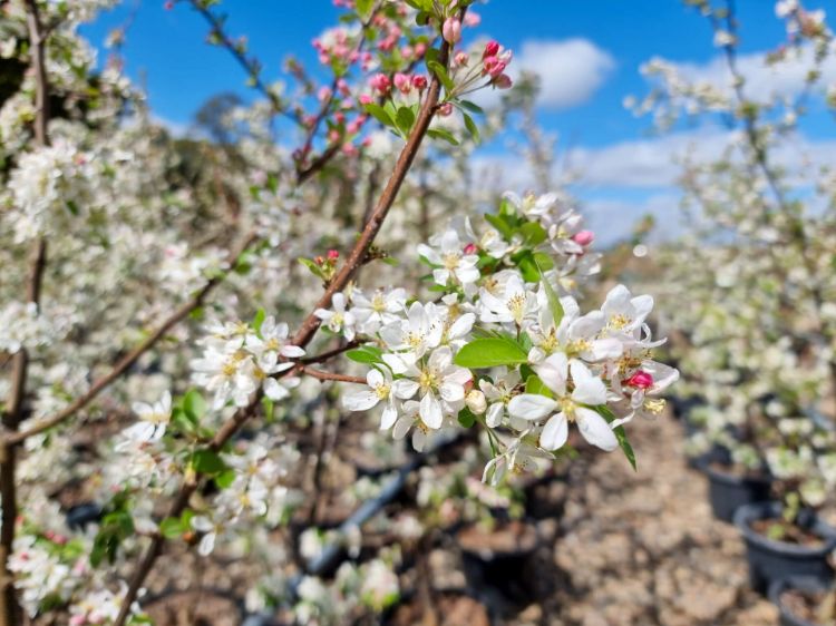 Picture of Malus floribunda