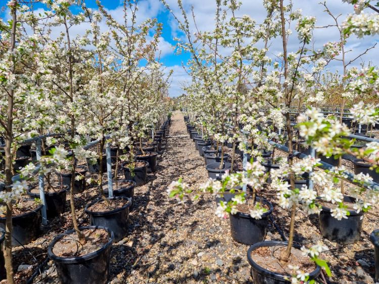 Picture of Malus floribunda