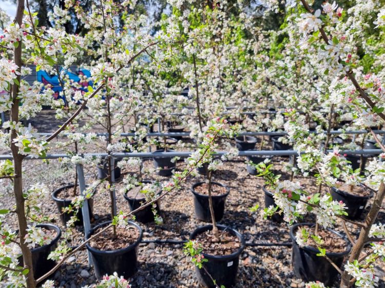 Picture of Malus floribunda