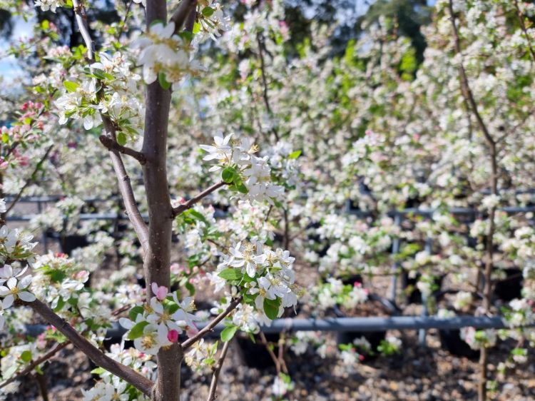 Picture of Malus floribunda