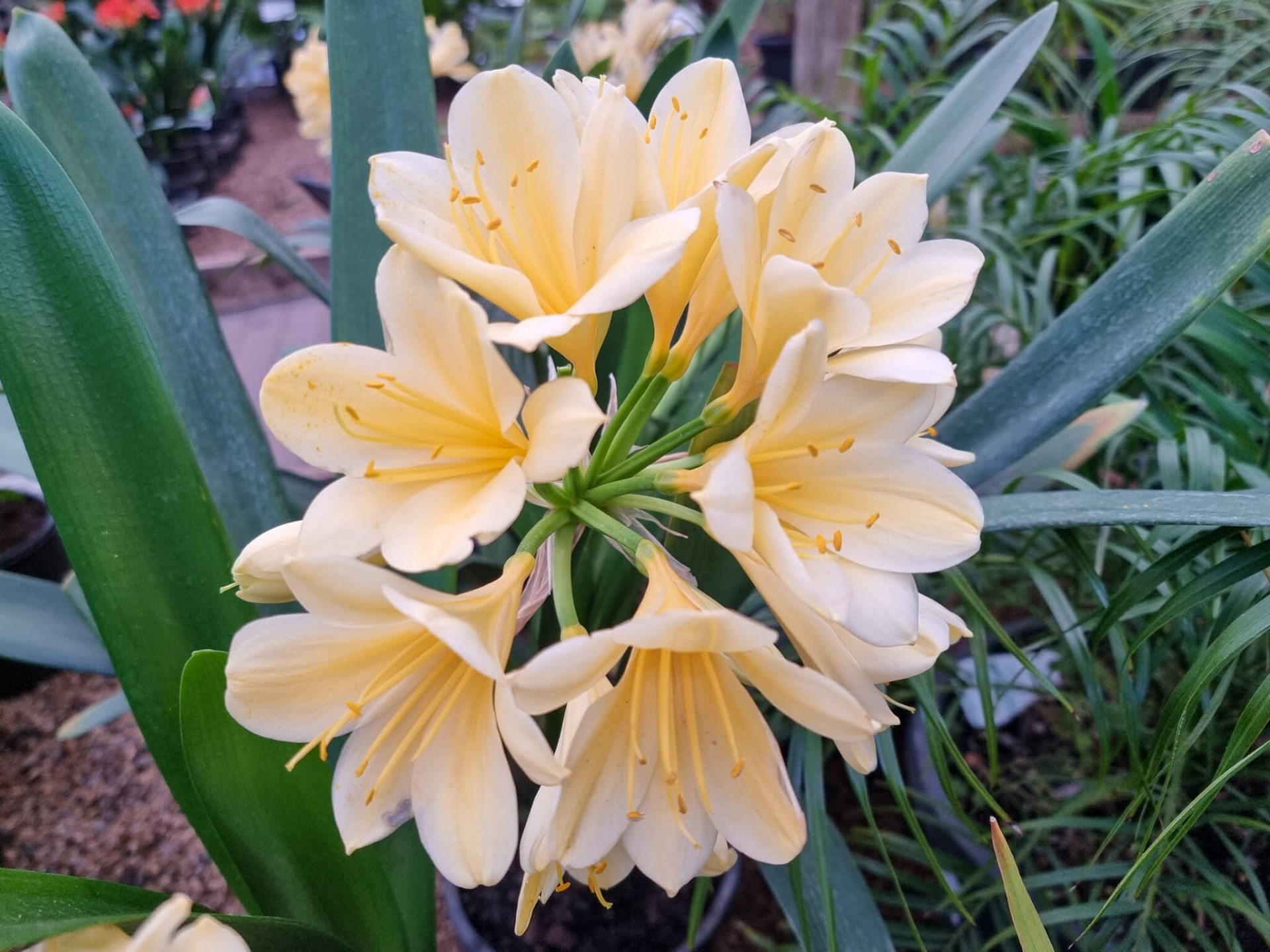 Clivia miniata Yellow | Wholesale Nursery - Nurseries in Melbourne ...