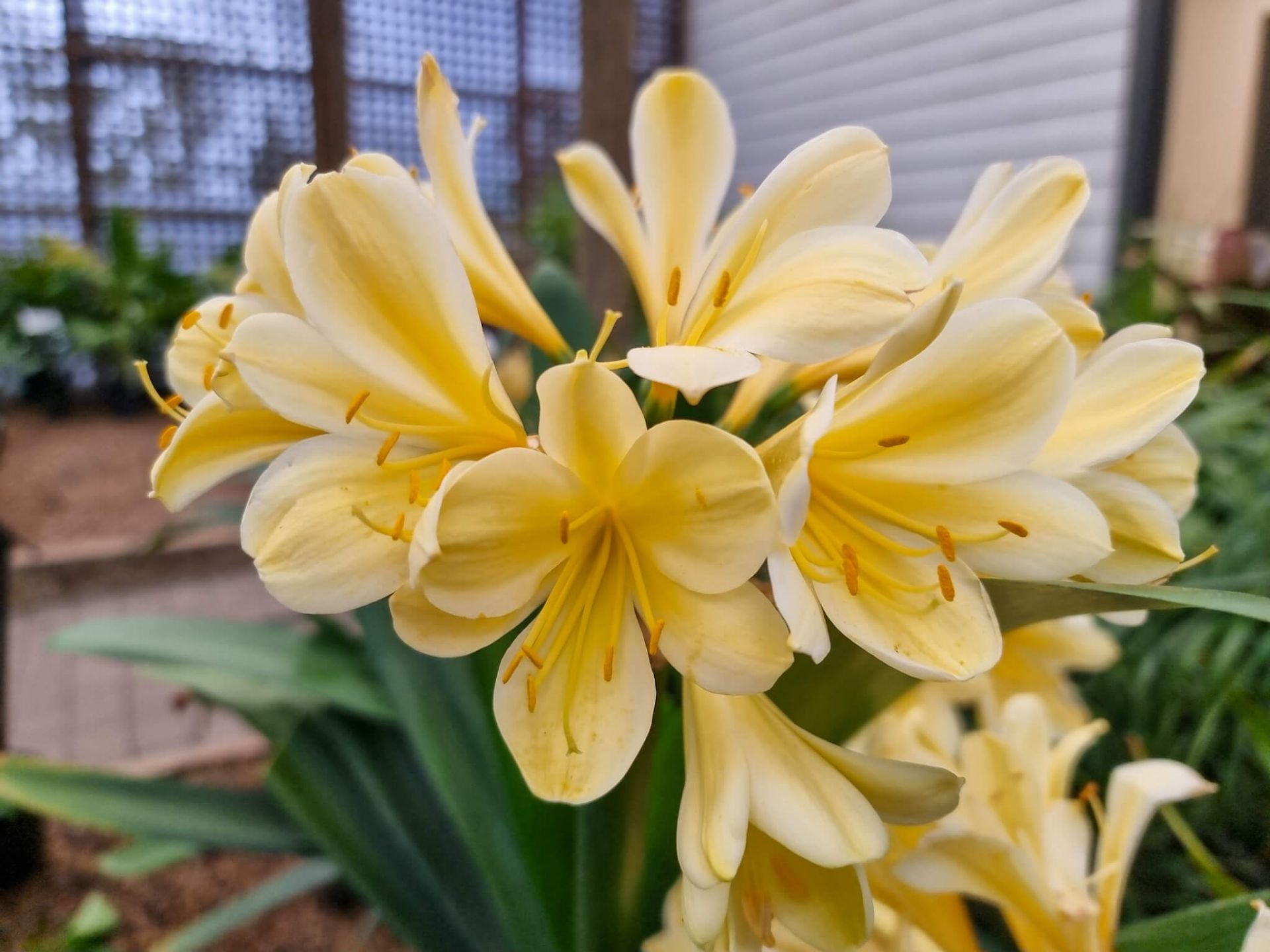 Clivia miniata Yellow | Wholesale Nursery - Nurseries in Melbourne ...
