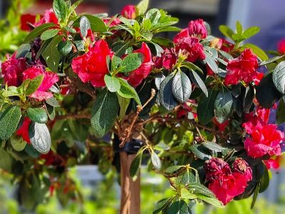 Picture of Azalea hybrida Goyet