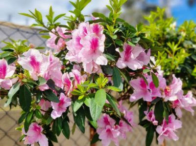 Picture of Azalea indica Alphonse Anderson