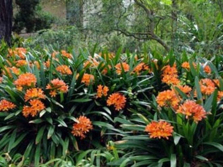 Picture of Clivia miniata Belgian Hybrid