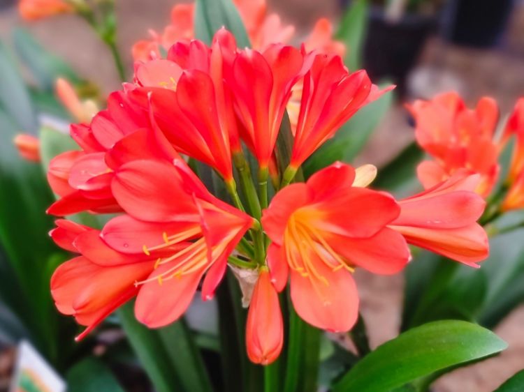 Picture of Clivia miniata Belgian Hybrid