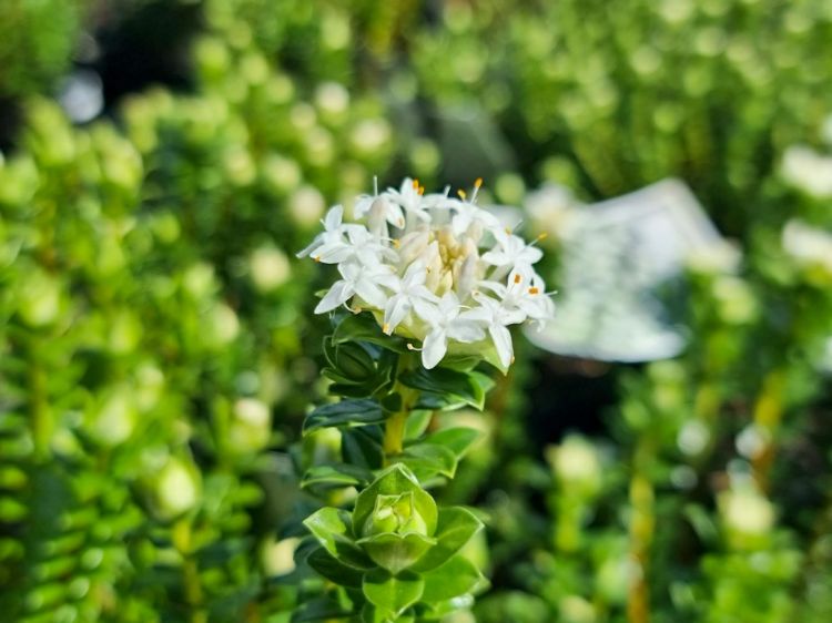 Picture of Pimelea ferruginea Alba