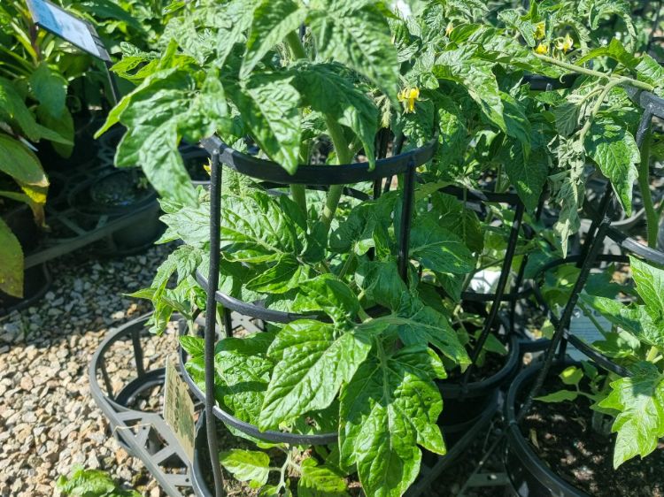 Picture of Solanum lycopersicum Little Sicily