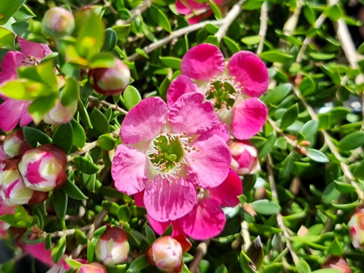 Picture of Leptospermum hybrida Piccolo