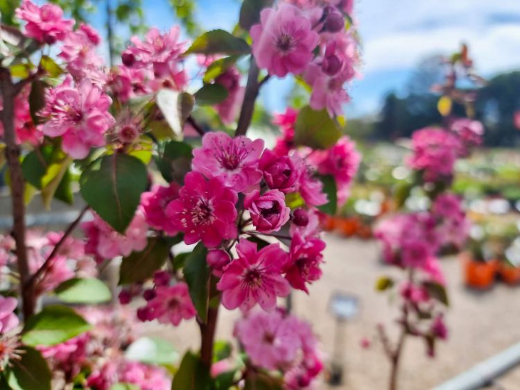 Picture of Malus yunnanensis Wychwood Ruby PBR