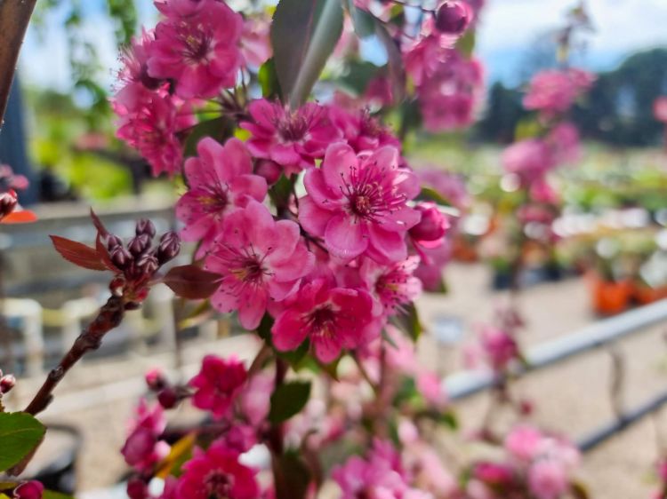 Picture of Malus yunnanensis Wychwood Ruby PBR