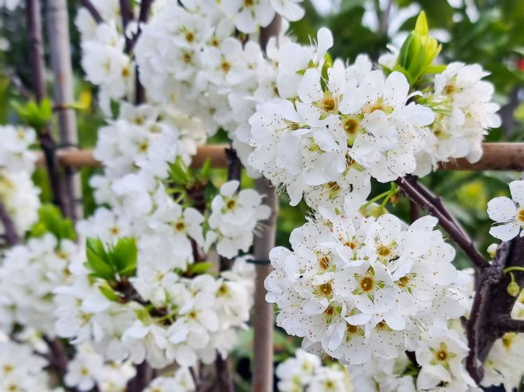 Picture of Prunus salicina Santa Rosa Mariposa