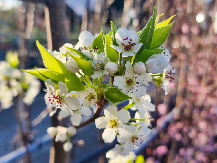Picture of Pyrus ussuriensis