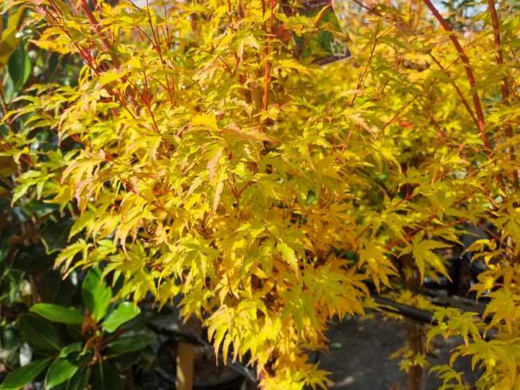 Picture of Acer palmatum Senkaki