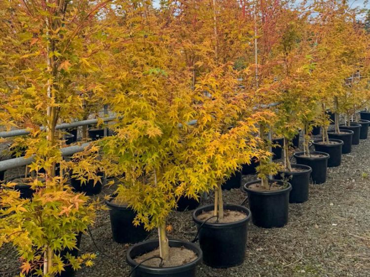 Picture of Acer palmatum Senkaki