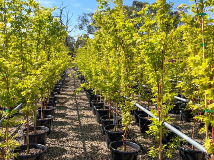Picture of Acer palmatum Senkaki