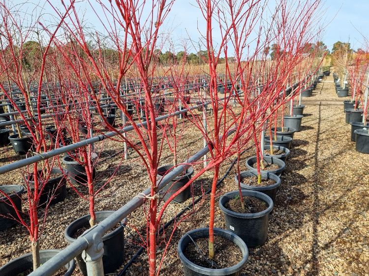 Picture of Acer palmatum Senkaki
