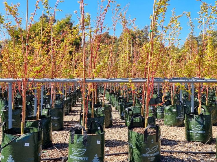 Picture of Acer palmatum Senkaki