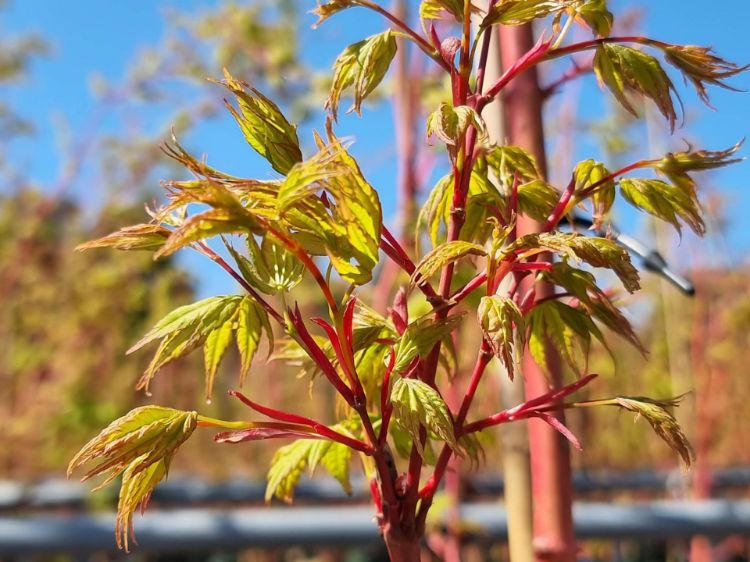 Picture of Acer palmatum Senkaki