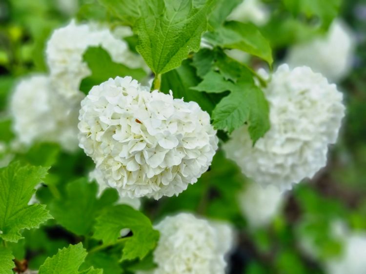 Picture of Viburnum opulus Sterile