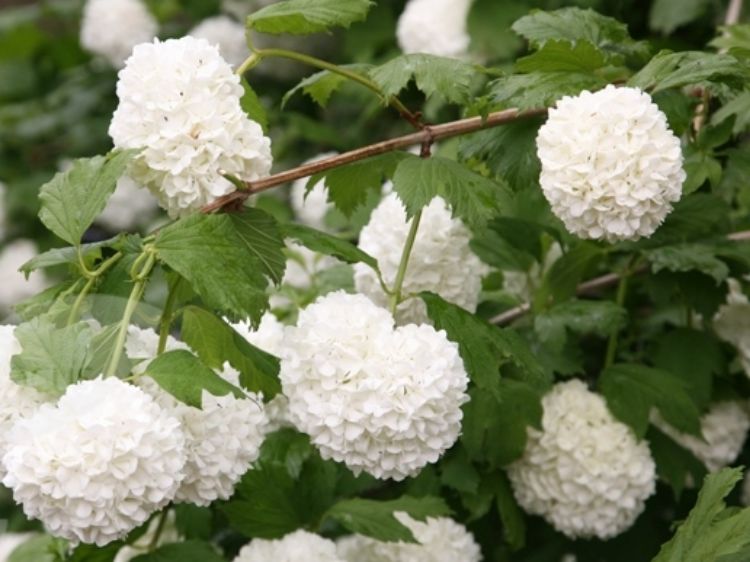 Picture of Viburnum opulus Sterile
