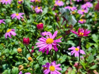 Picture of Brachyscome hybrida Radiant Magenta