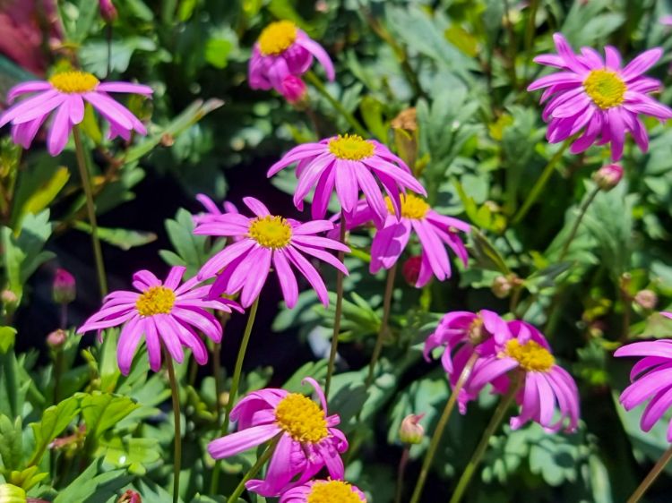 Picture of Brachyscome hybrida Radiant Magenta