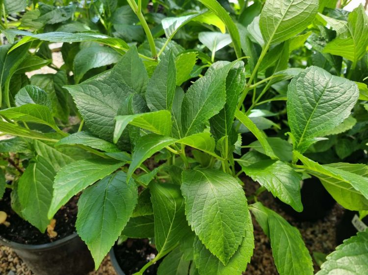 Picture of Hydrangea macrophylla serrata Fuji Waterfall