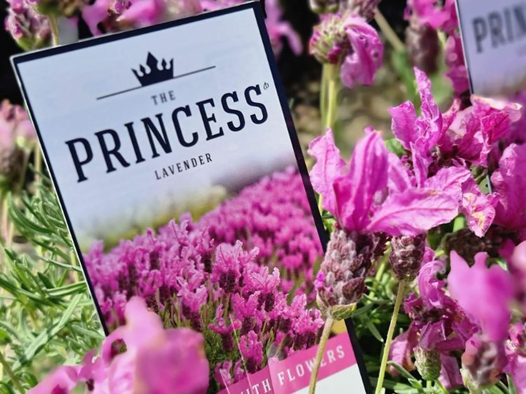 Picture of Lavandula pedunculata The Princess PBR