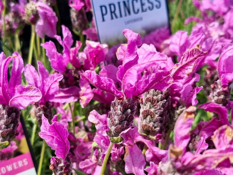 Picture of Lavandula pedunculata The Princess PBR