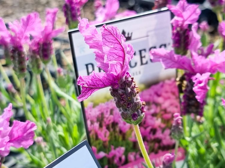 Picture of Lavandula pedunculata The Princess PBR