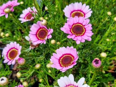 Picture of Argyranthemum hybrida Grandaisy Pink Halo
