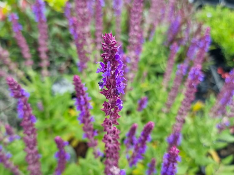 Picture of Salvia nemorosa Ostfriesland