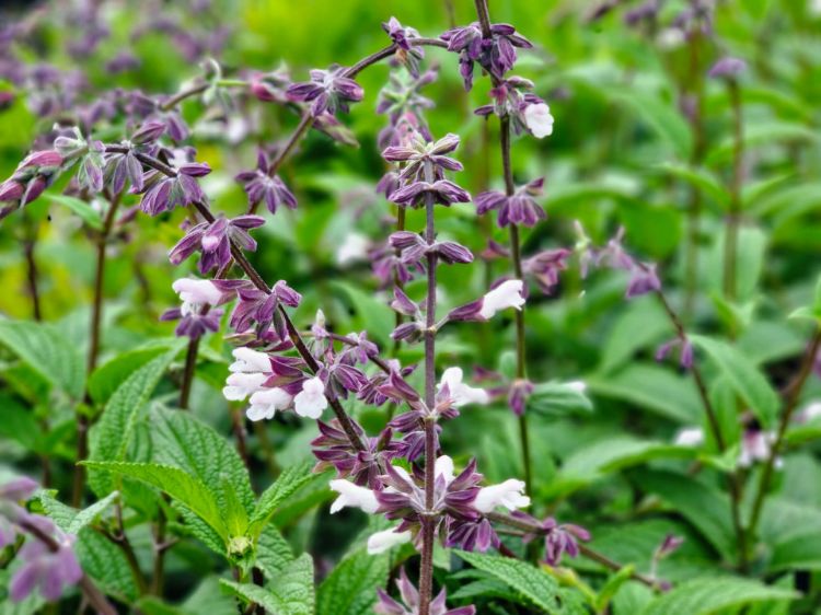 Picture of Salvia hybrida Waverly