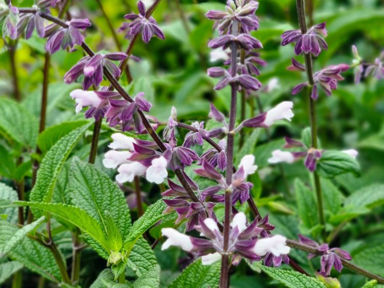 Picture of Salvia hybrida Waverly