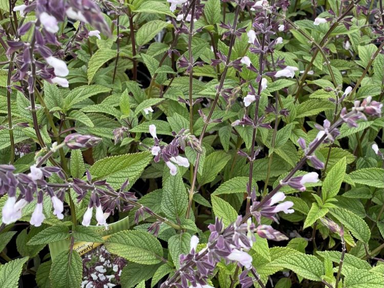 Picture of Salvia hybrida Waverly