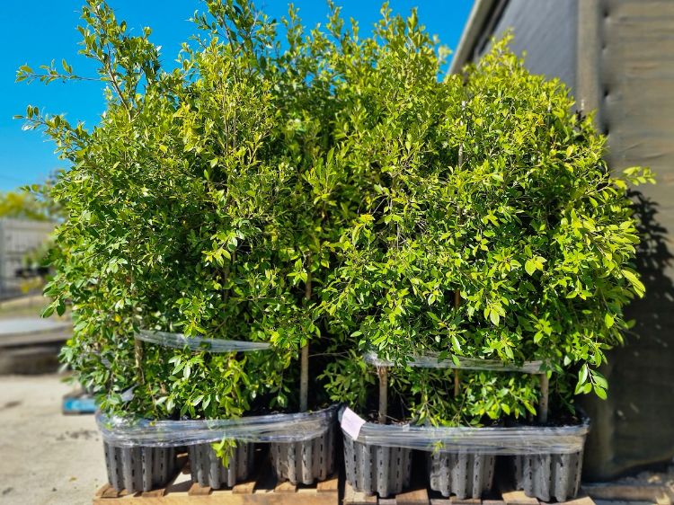 Picture of Ficus microcarpa hillii Flash