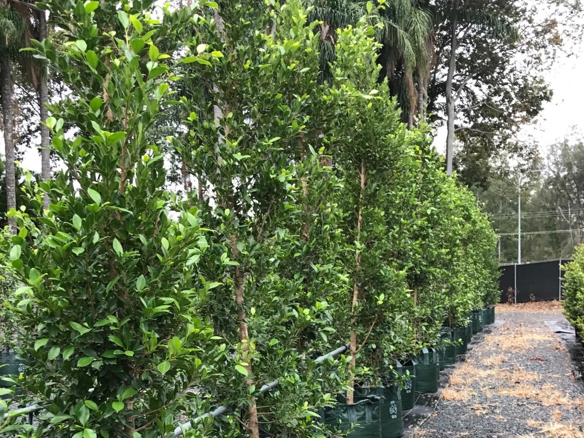 Ficus microcarpa hillii Flash | Wholesale Nursery - Nurseries in ...