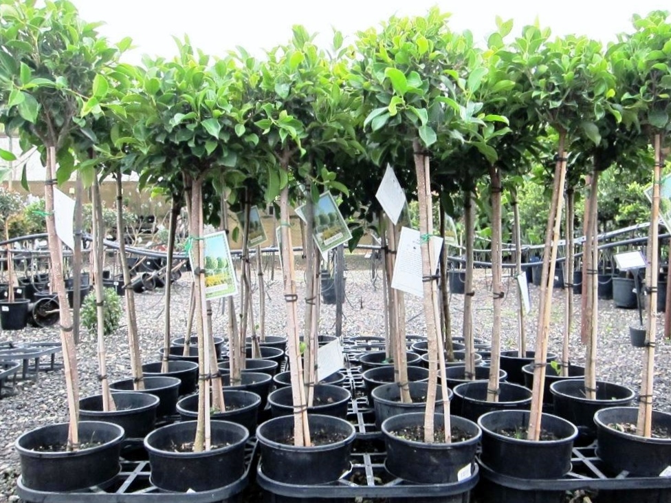 Ficus microcarpa hillii Flash | Wholesale Nursery - Nurseries in ...