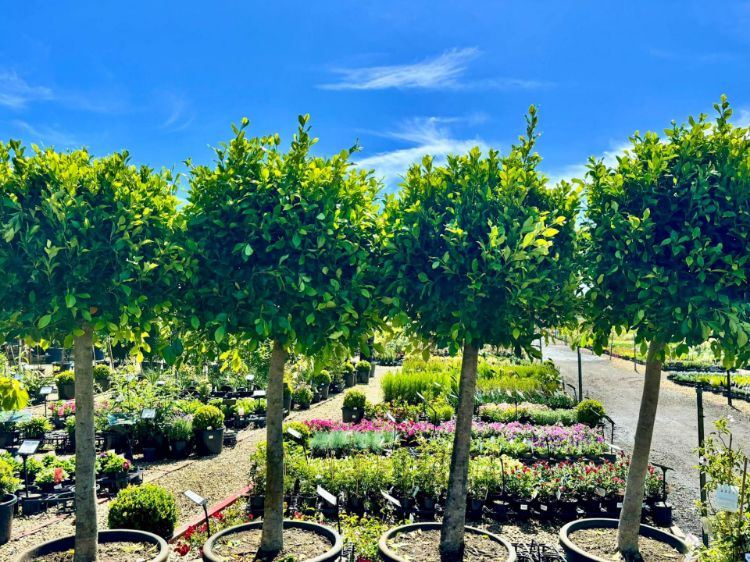 Picture of Ficus microcarpa hillii Flash