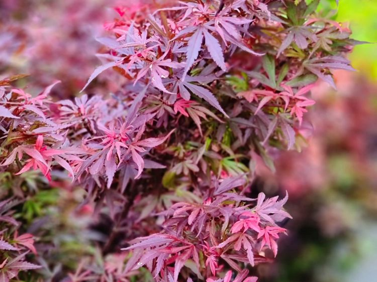 Picture of Acer palmatum Shaina