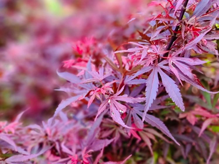 Picture of Acer palmatum Shaina