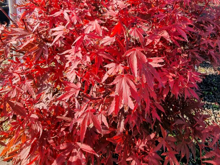 Picture of Acer palmatum Shaina