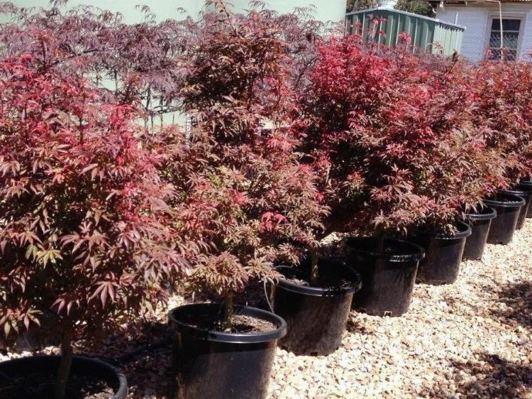 Picture of Acer palmatum Shaina