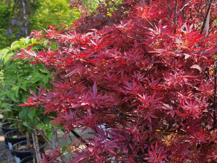 Picture of Acer palmatum Shaina
