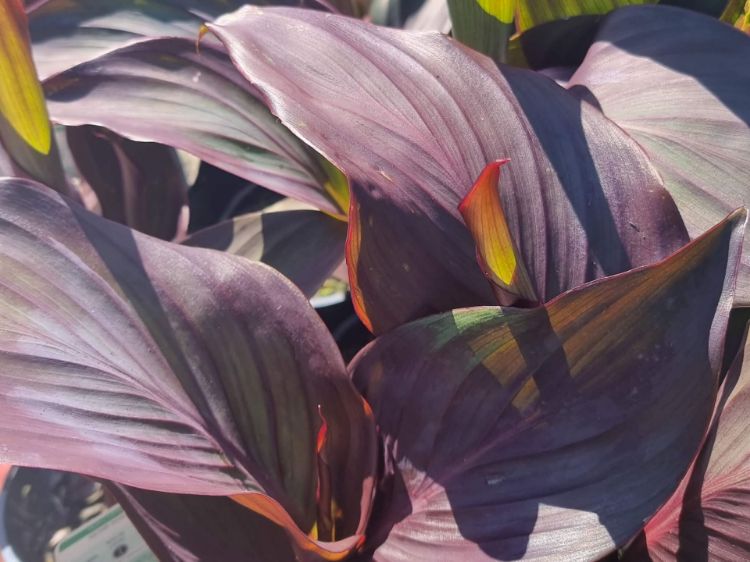 Picture of Canna generalis Tropical Bronze Scarlet