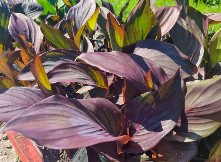 Picture of Canna generalis Tropical Bronze Scarlet